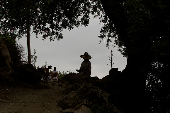 Backlit Shepherd